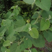 Abutilon pannosum (G.Forst.) Schltdl.